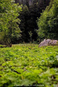 2016 08 06 Feldbergsee 02