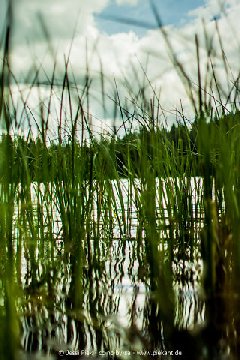 2016 08 06 Feldbergsee 04