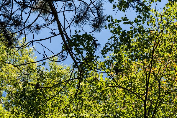 2017 05 27 Garten 04