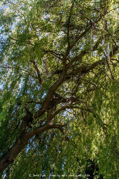 2017 05 27 Garten 06