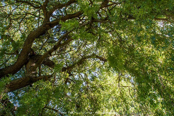 2017 05 27 Garten 07