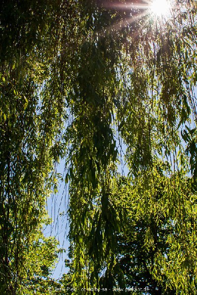 2017 05 27 Garten 08