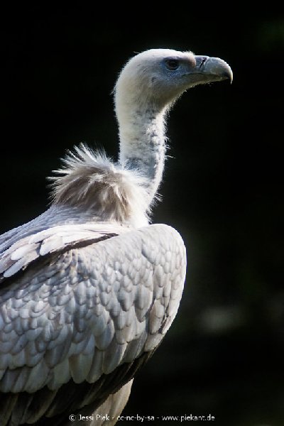 2017 09 22 Wildpark 15