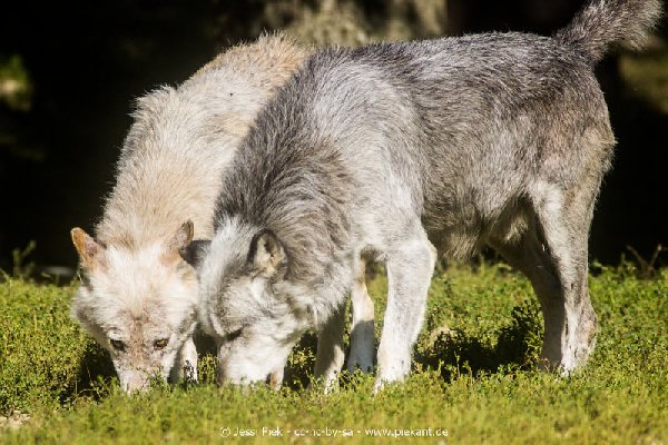 2017 09 22 Wildpark 18