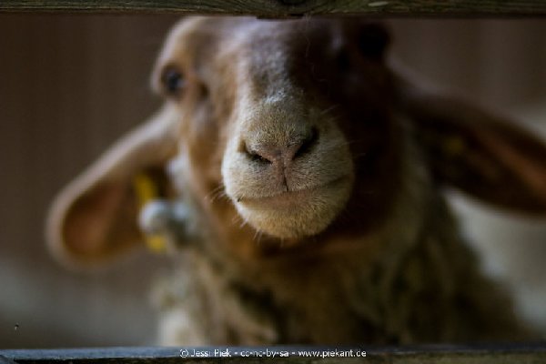 2017 09 22 Wildpark 36