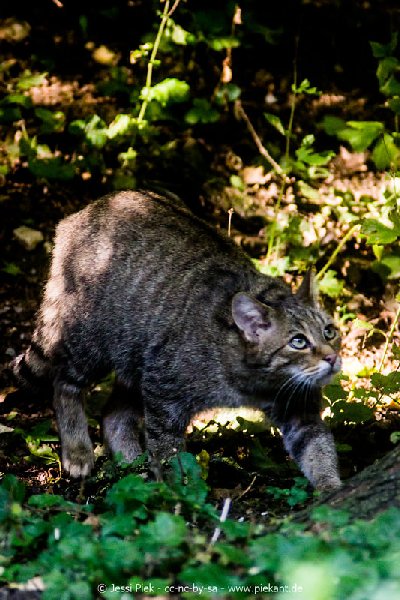 2017 09 22 Wildpark 46