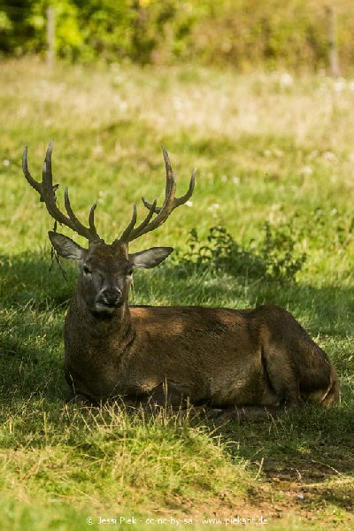 2017 09 22 Wildpark 50