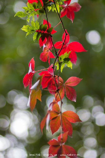 2017 09 30 Ob der Tauber 05