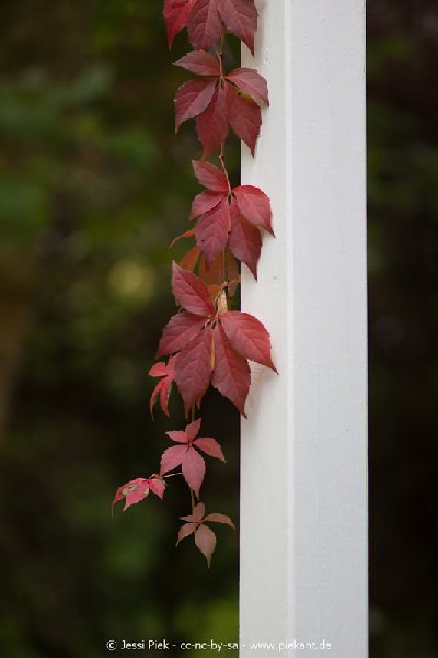 2017 09 30 Ob der Tauber 08