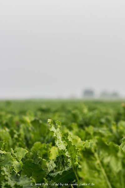 2017 09 30 Ob der Tauber 15