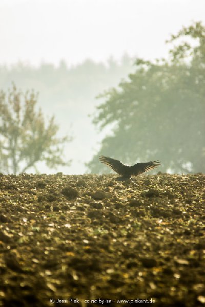 2017 09 30 Ob der Tauber 22