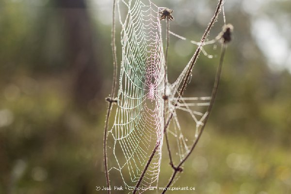 2017 09 30 Ob der Tauber 28