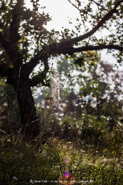 2017 09 30 Ob der Tauber 31