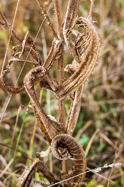 2018 08 31 Laubenheimer Ried