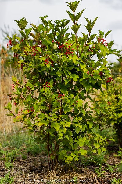 2018 08 31 Laubenheimer Ried 04