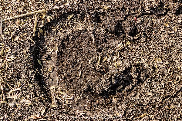 2018 08 31 Laubenheimer Ried 06