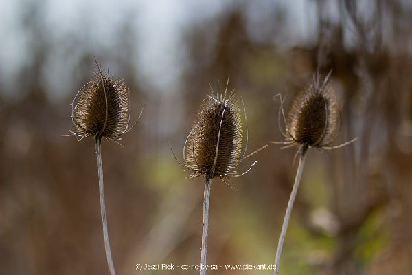 2018 08 31 Laubenheimer Ried 08