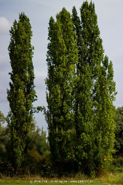 2018 08 31 Laubenheimer Ried 10