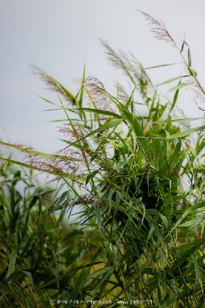 2018 08 31 Laubenheimer Ried 11