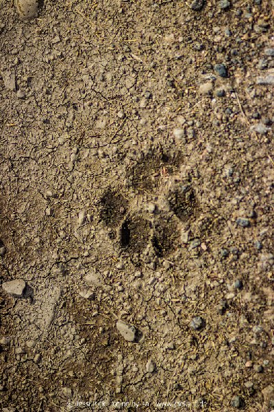 2018 08 31 Laubenheimer Ried 13