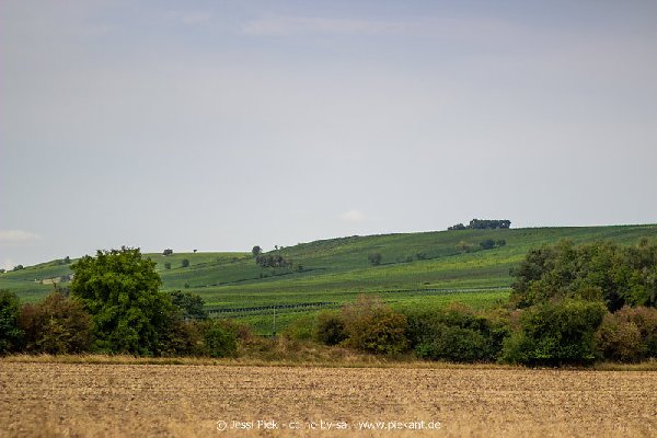 2018 08 31 Laubenheimer Ried 15