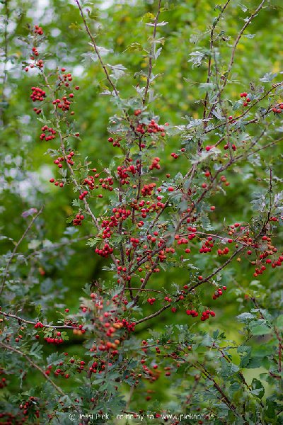2018 08 31 Laubenheimer Ried 17