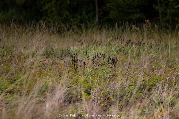 2018 08 31 Laubenheimer Ried 18