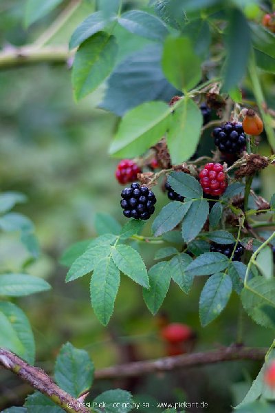 2018 08 31 Laubenheimer Ried 19