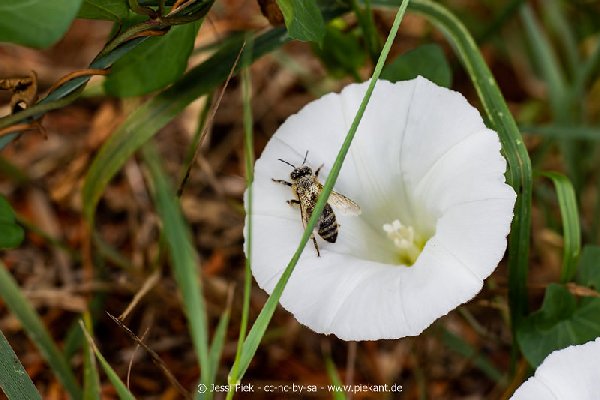 2018 08 31 Laubenheimer Ried 21