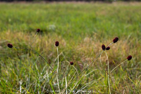 2018 08 31 Laubenheimer Ried 22