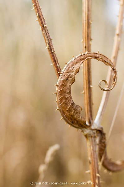 2018 08 31 Laubenheimer Ried 23